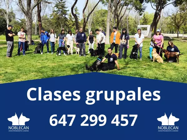 Adiestramiento Canino: Clases Grupales