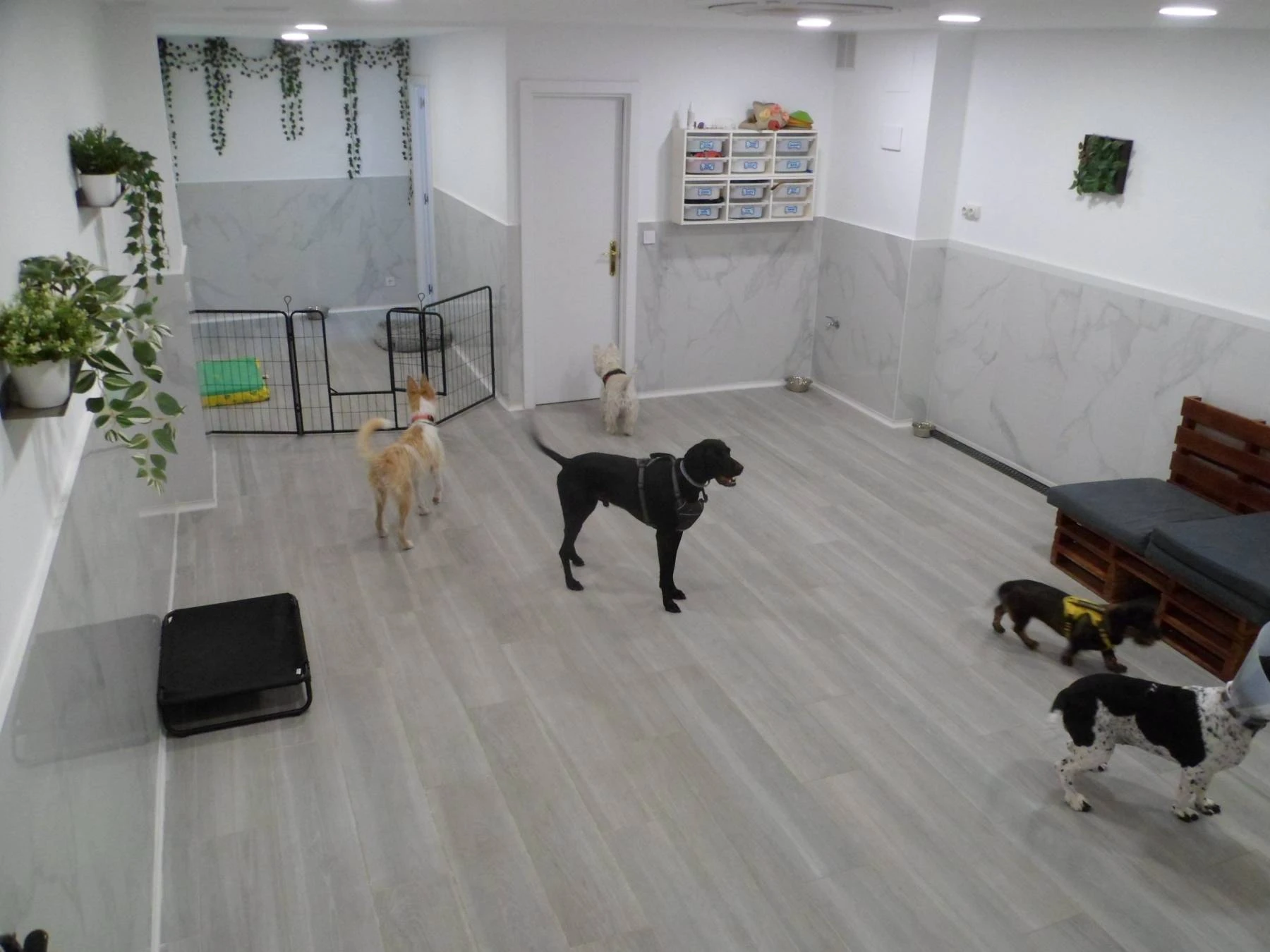 Guardería canina por horas en Boadilla