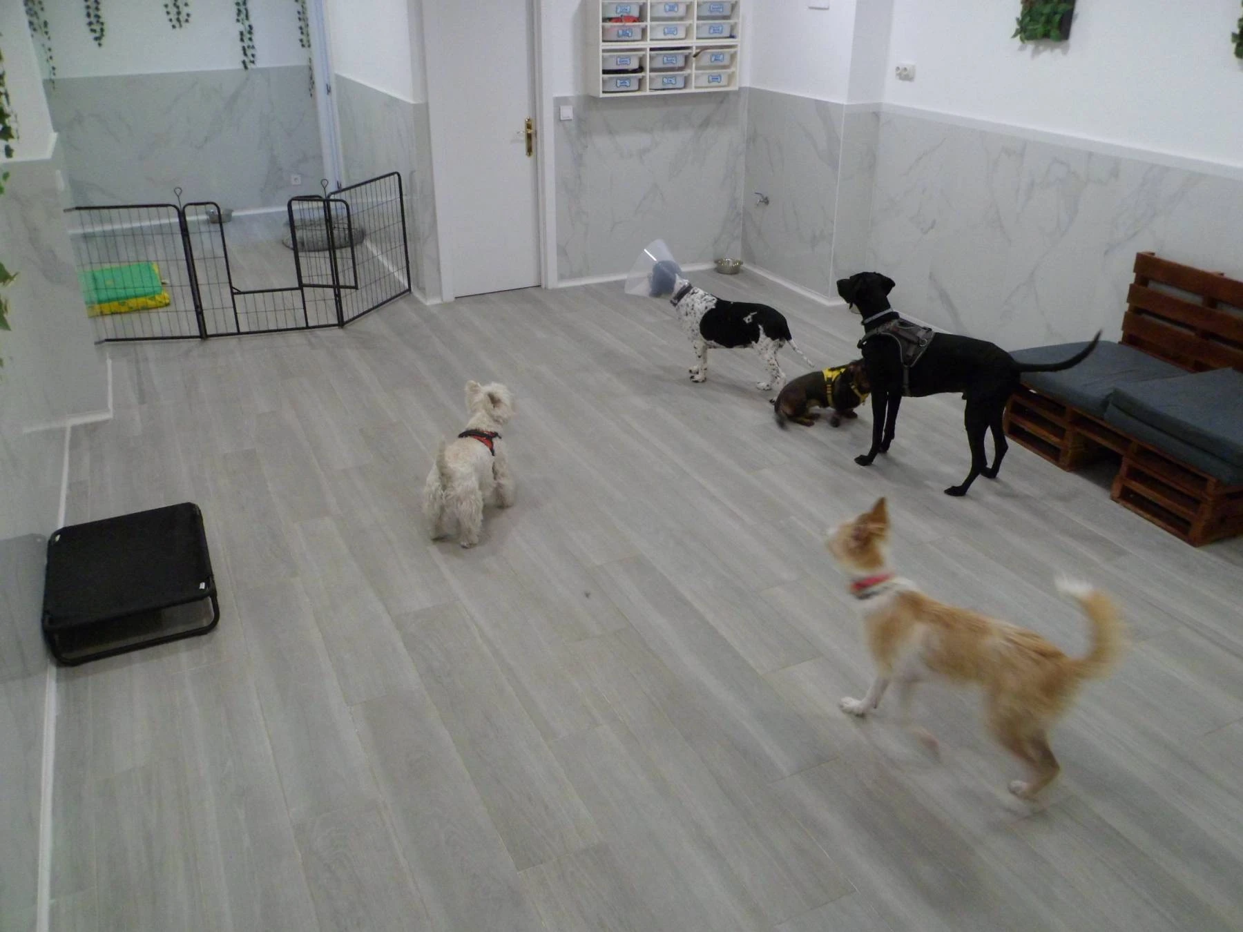 Cuidado y paseo de perros en Boadilla