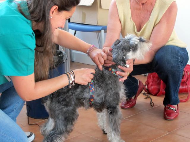 Abierto el plazo para solicitar cita previa en la campaña de vacunación de animales domésticos