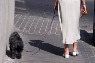 El Ayuntamiento de Las Rozas pone en marcha una nueva campaña de control de animales en espacios públicos