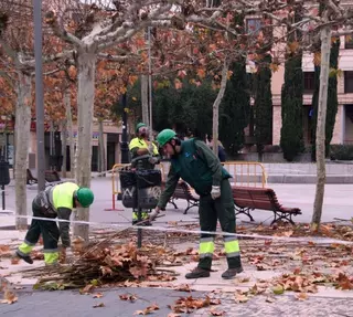 La campaña anual de poda de especies arbóreas municipales concluirá en marzo 
