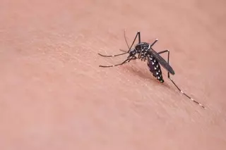 La Consejería de Sanidad ha registrado el primer caso de virus zika en la Comunidad de Madrid