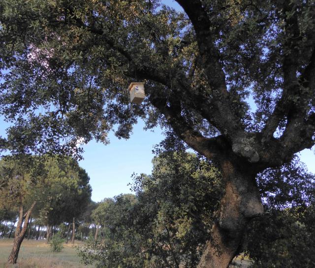 Las Rozas pone en marcha un sistema de control biológico de plagas para reducir el impacto de la oruga procesionaria