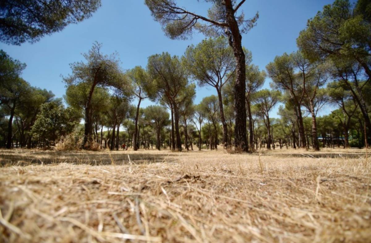 Más de 3 millones de m2 desbrozados para evitar incendios este verano en Las Rozas
