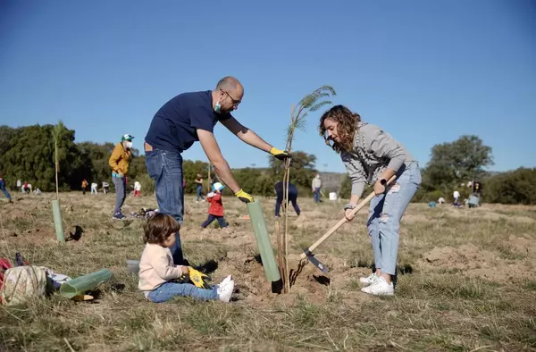 Más de 3.500 vecinos de Las Rozas participaron en la gran plantación familiar