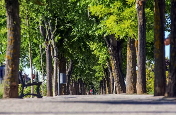 Las Rozas recibe un reconocimiento por su dedicación hacia el cuidado de sus árboles urbanos en 2021