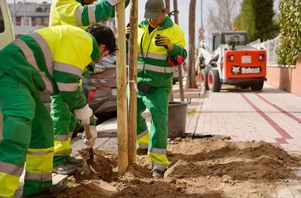 Las Rozas renueva sus ejemplares urbanos con la plantación de más de 600 árboles y 13.000 arbustos