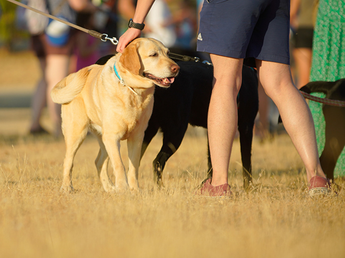 ¿Qué hacer en Las Rozas este fin de semana?: planes para todos, propuestas al aire libre, actividades gratuitas...