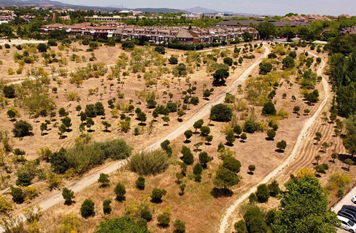 Las Rozas es el municipio de España con más proyectos de repoblación arbórea registrados