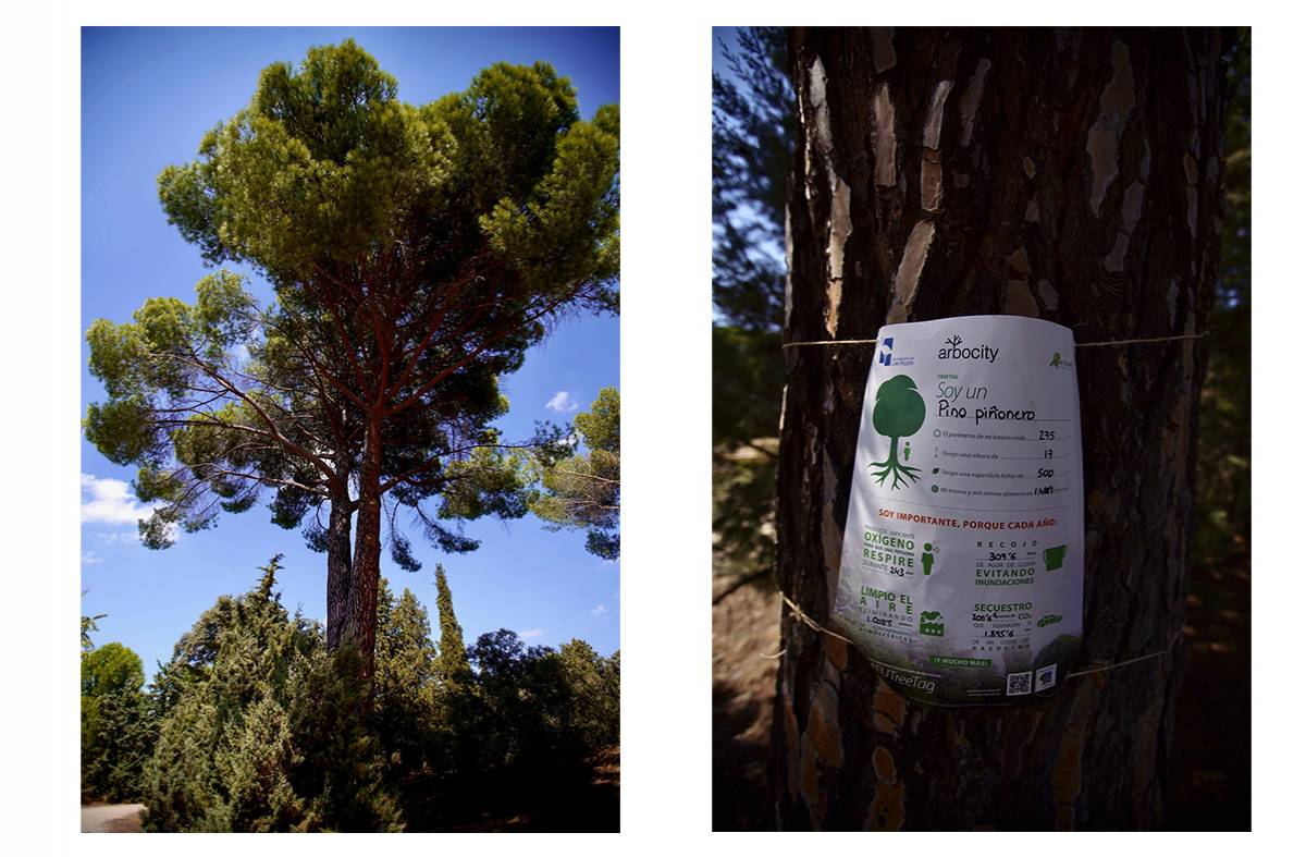 Un árbol singular de Las Rozas participa en la campaña europea #EUTreeTag