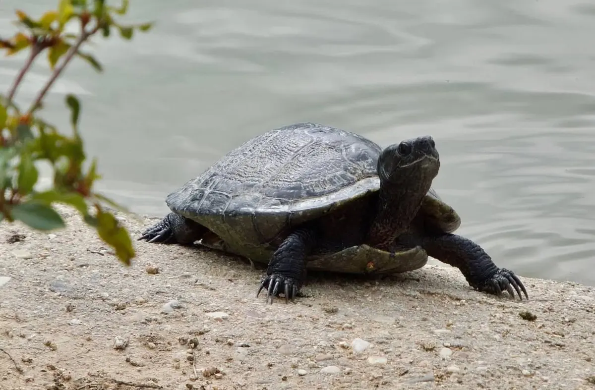 De la tortuga galápago a la araña lobo: una cuenta de instagram descubre la fauna oculta de Las Rozas