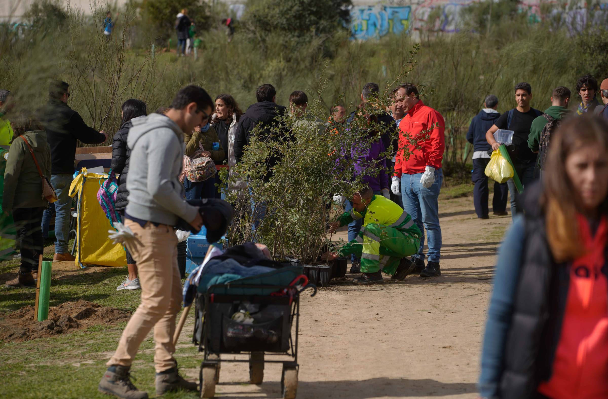 
                                                    Las Rozas celebra una nueva Gran Plantación Familiar este sábado
