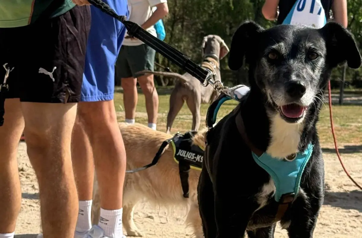 CaniCross Las Rozas en imágenes: más de 120 vecinos y sus perros recorren la Dehesa de Navalcarbón