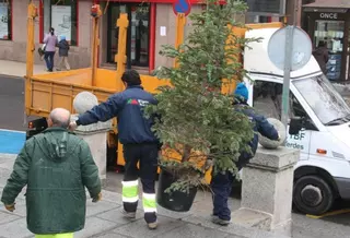 La campaña de recogida y reciclaje de abetos navideños, en marcha