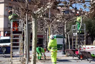 Concluye la campaña municipal de poda en Las Rozas