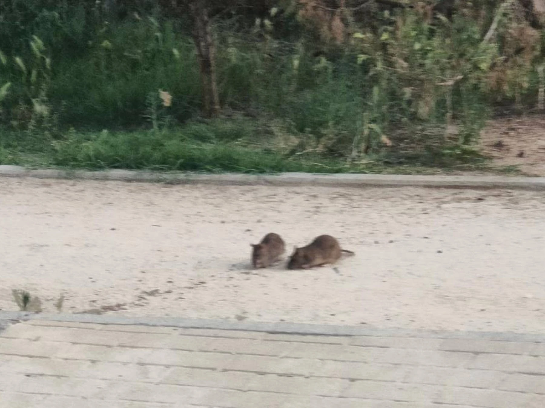 Ratas en la calle Cervantes