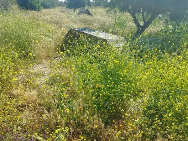 Zona de esparcimiento canino en las Matas 
