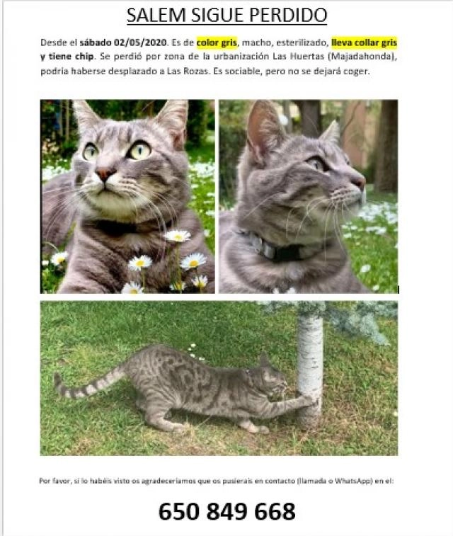 Buscamos a Salem. Se perdió el