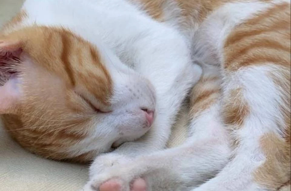 Perdida gata blanca y naranja en Sector B