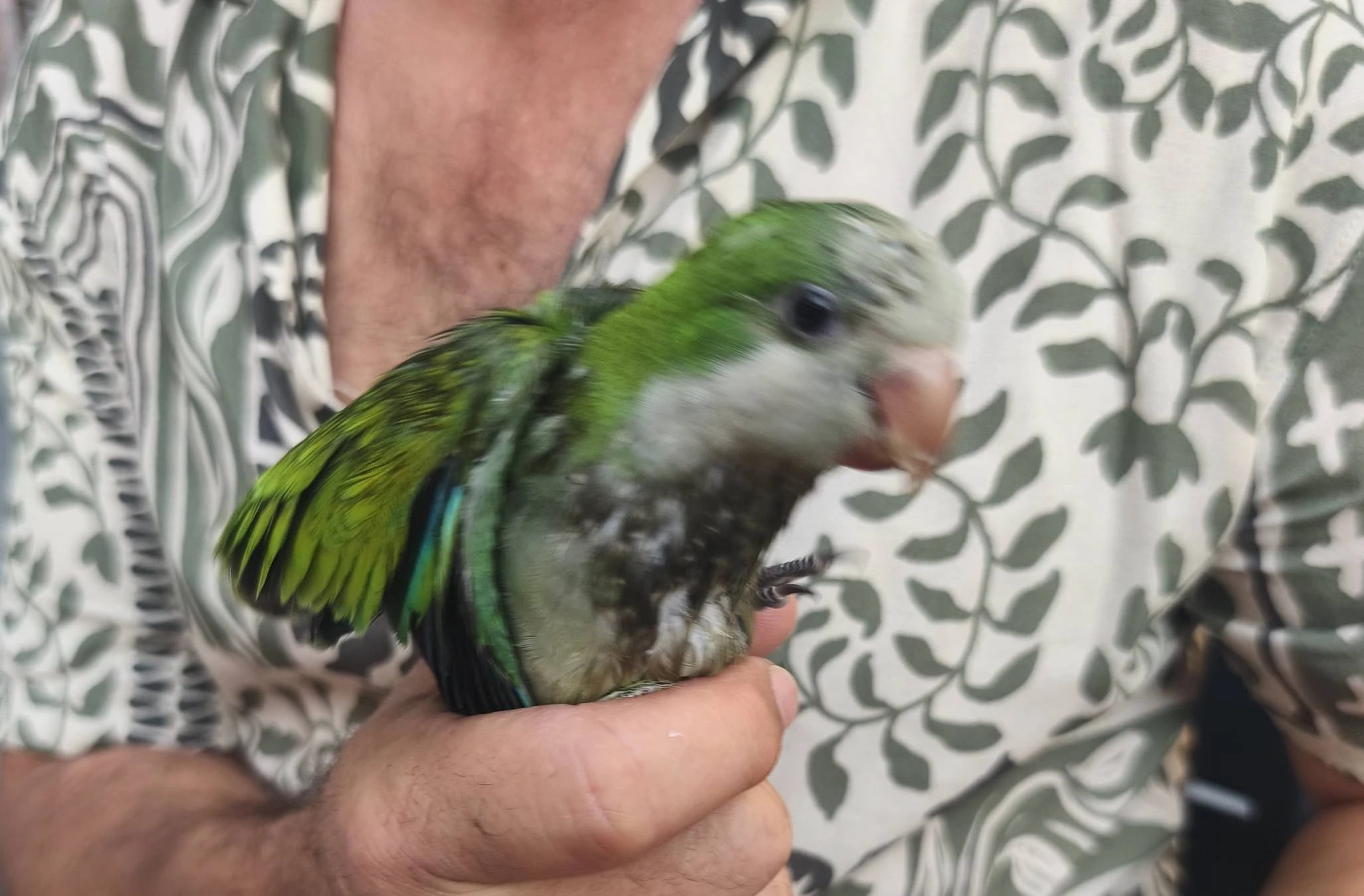 Encontrada Cotorra Argentina con anilla azul