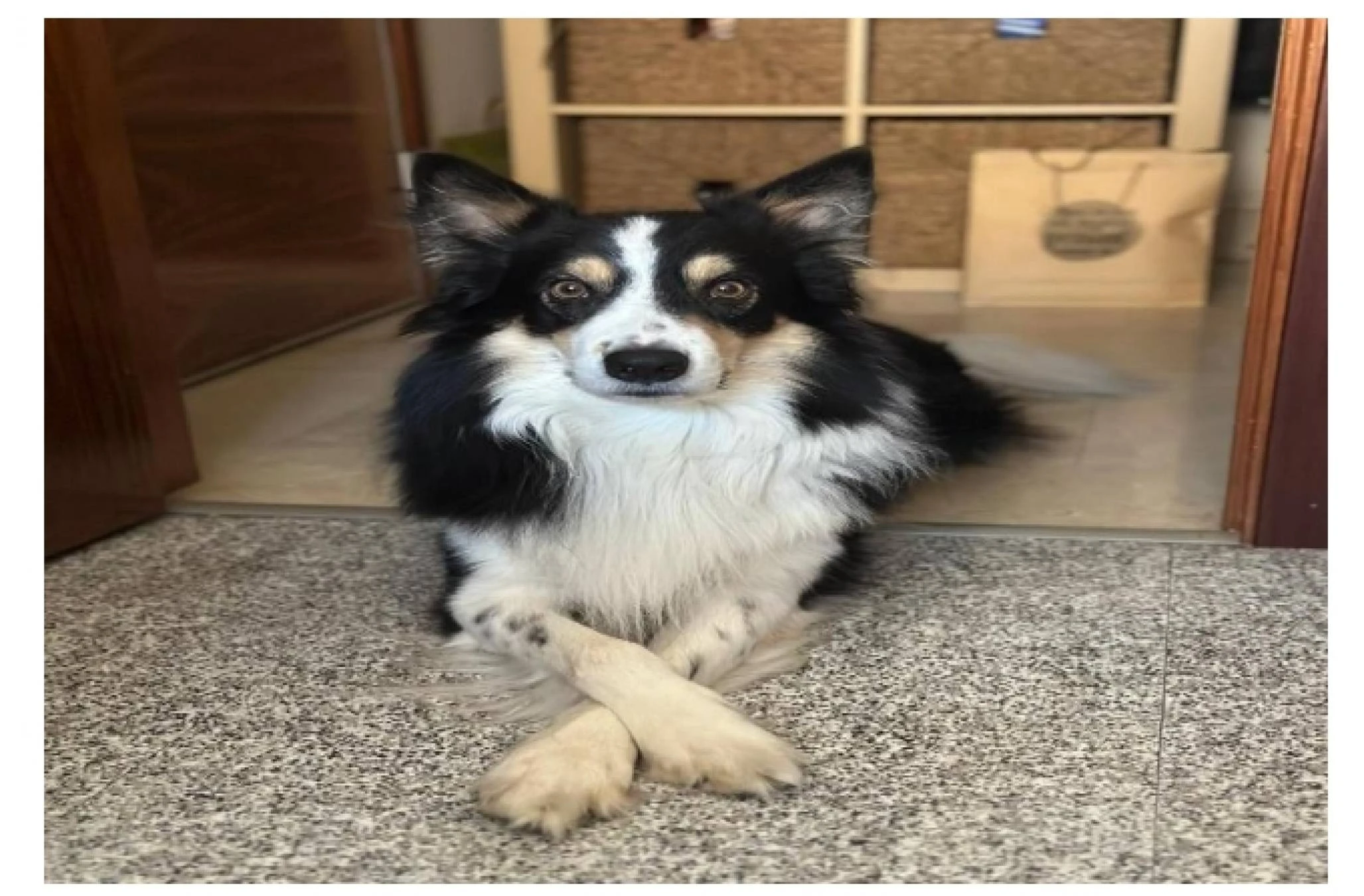 Perro perdido