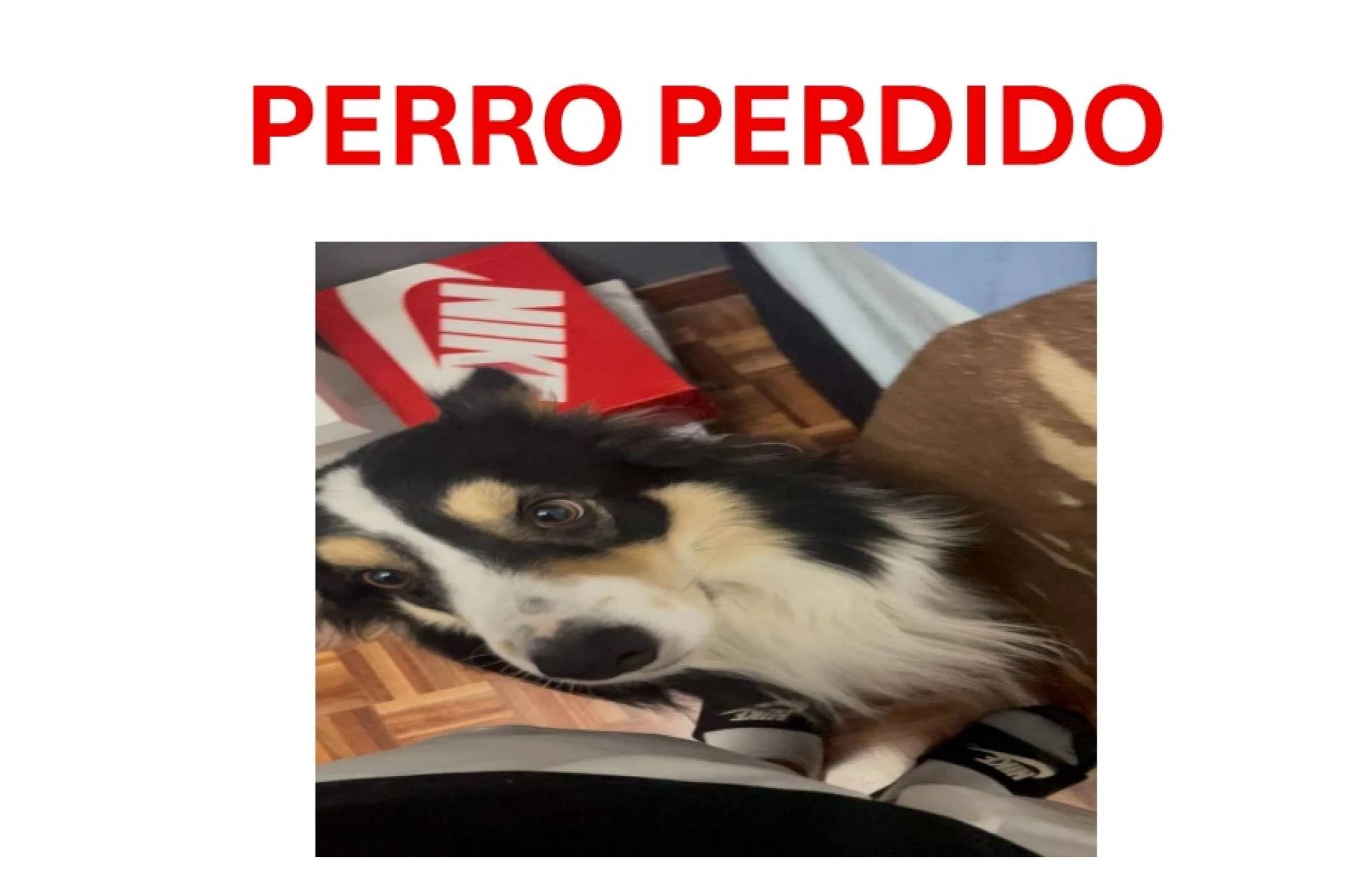 Perro perdido