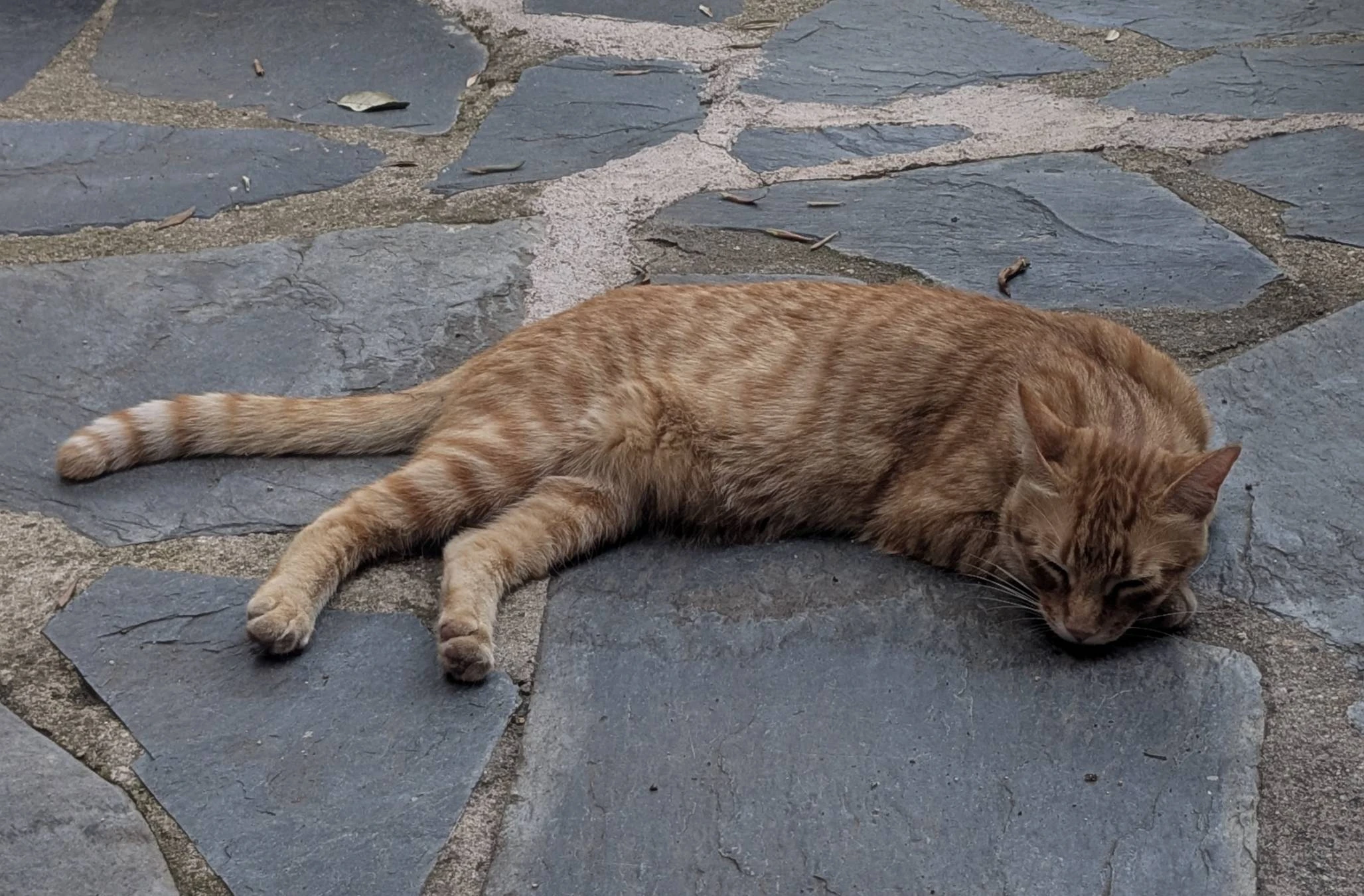 Leo Gato perdido 