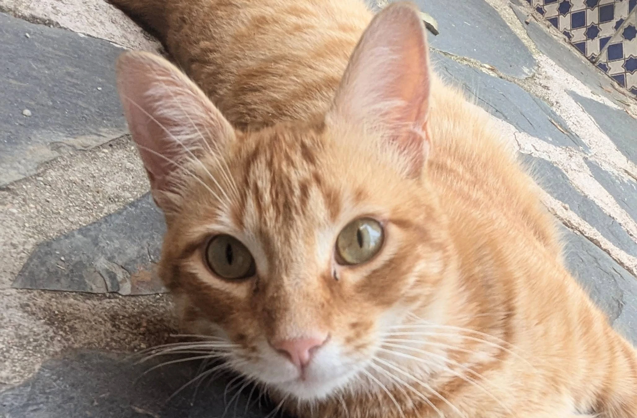 Leo Gato perdido 